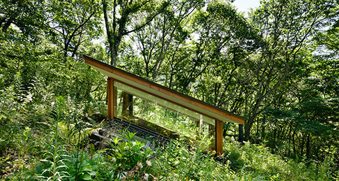 Cockpit in wild plants