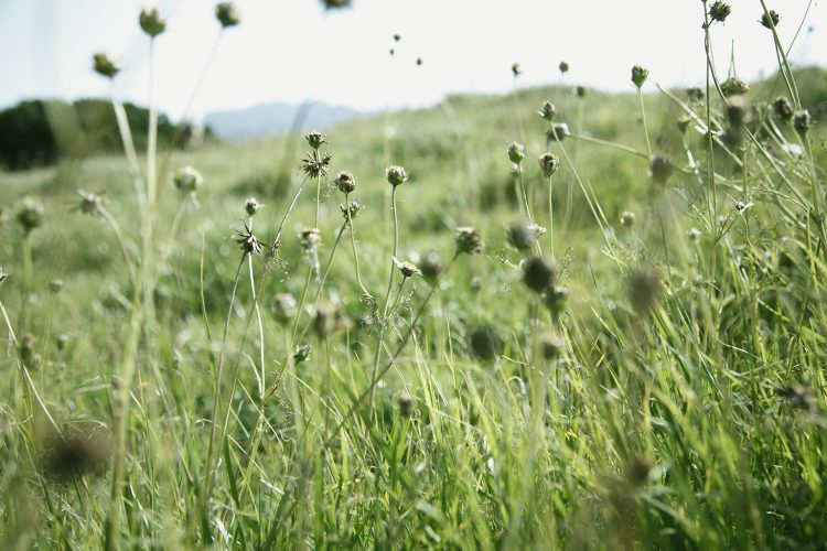 ©Hiroshi Nakamura & NAP