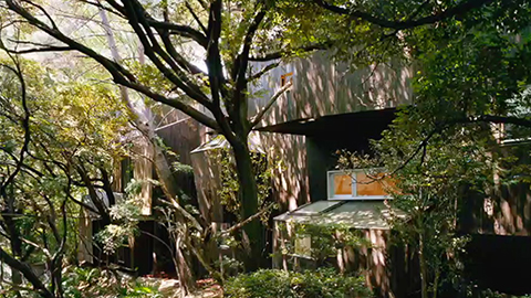 Dancing trees, Singing birds