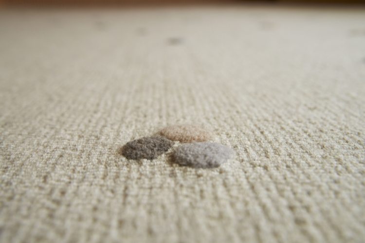 ©Koji Fujii / TOREAL